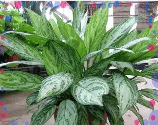 什么植物可以凈化空氣？