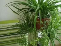 除甲醛，竹炭綠植不給力